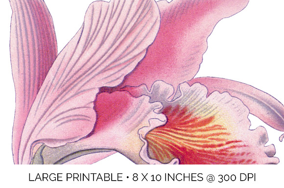 Orchid Pink Easter Orchid in Illustrations - product preview 4