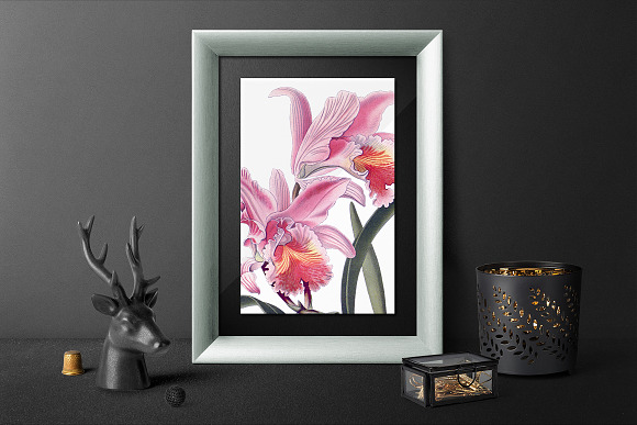 Orchid Pink Easter Orchid in Illustrations - product preview 5