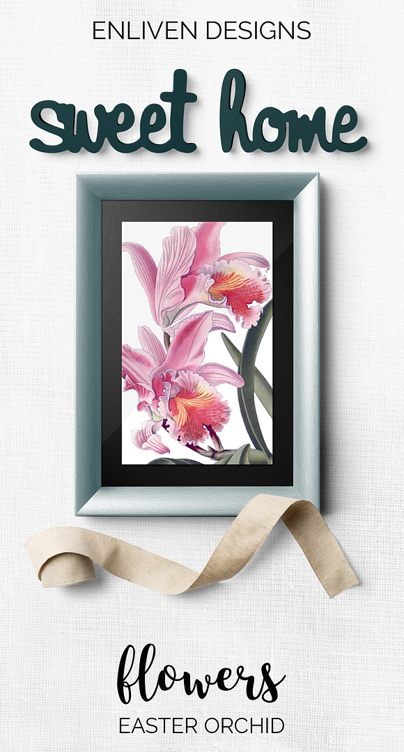 Orchid Pink Easter Orchid in Illustrations - product preview 7