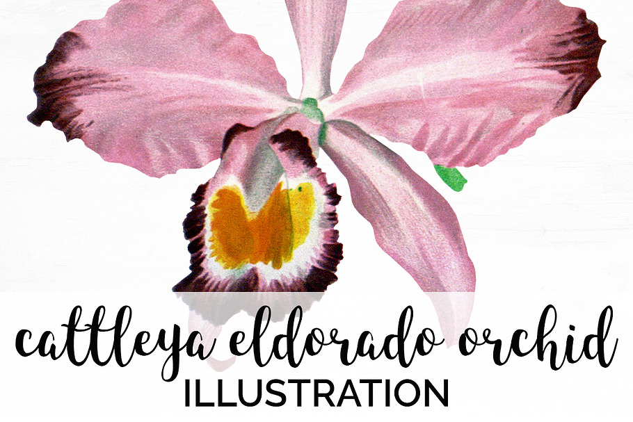 Orchid Pink Cattleya Orchid in Illustrations - product preview 8