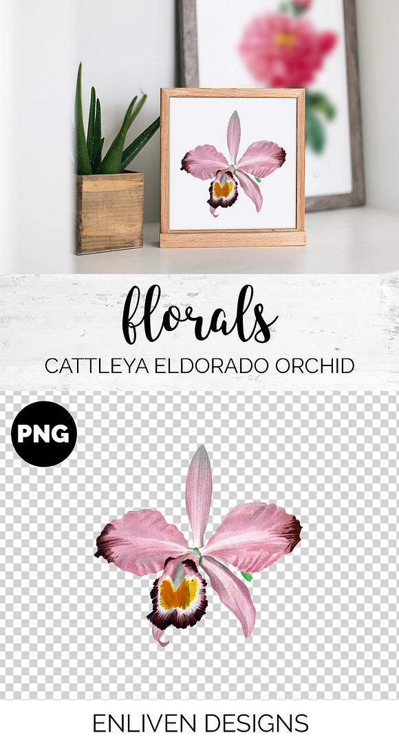 Orchid Pink Cattleya Orchid in Illustrations - product preview 1