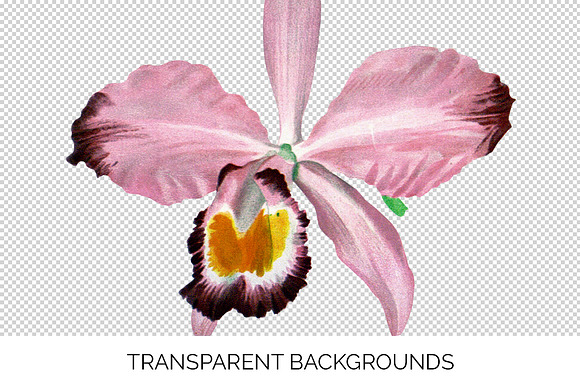 Orchid Pink Cattleya Orchid in Illustrations - product preview 2