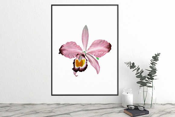 Orchid Pink Cattleya Orchid in Illustrations - product preview 3
