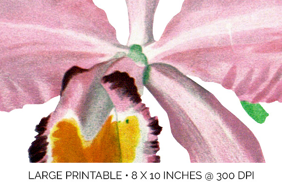 Orchid Pink Cattleya Orchid in Illustrations - product preview 4
