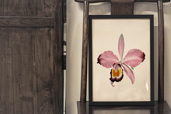 Orchid Pink Cattleya Orchid in Illustrations - product preview 5