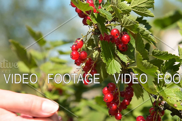 Red currant harvesting, speed-up