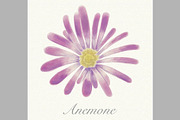 Violet watercolor anemone card