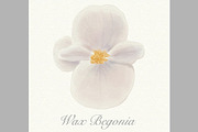 White watercolor wax begonia card