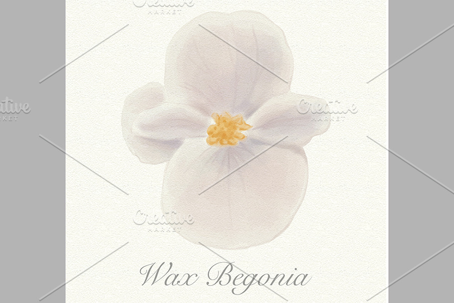 White watercolor wax begonia card