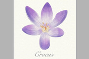 Violet watercolor crocus card