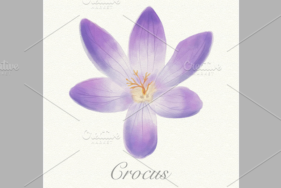 Violet watercolor crocus card