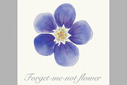 Blue watercolor forget-me-not flower