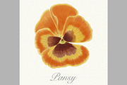 Orange watercolor pansy card