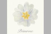 White watercolor primrose card