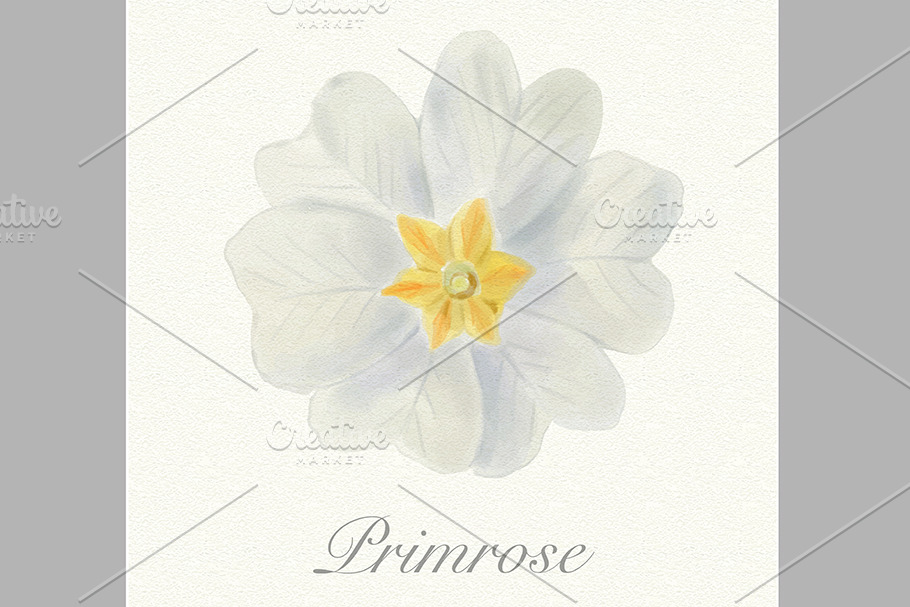 White watercolor primrose card