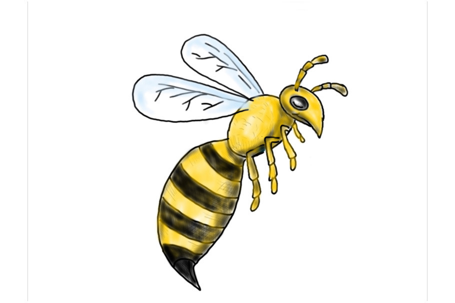 Animation Honeybee Flying Drawing 