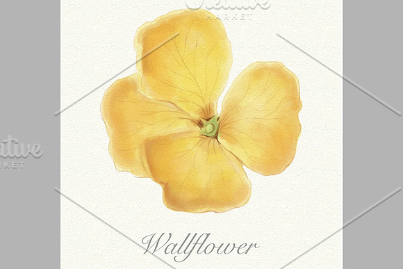 Spring flowers collection in Illustrations - product preview 2
