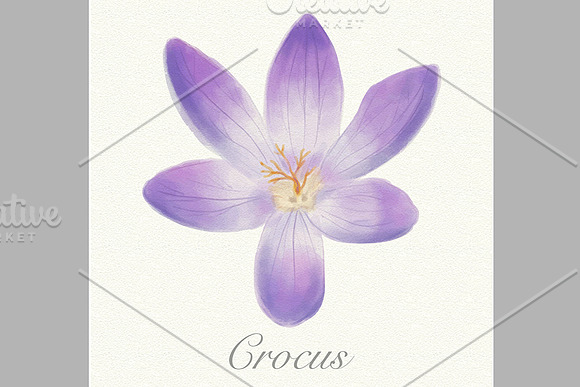 Spring flowers collection in Illustrations - product preview 4