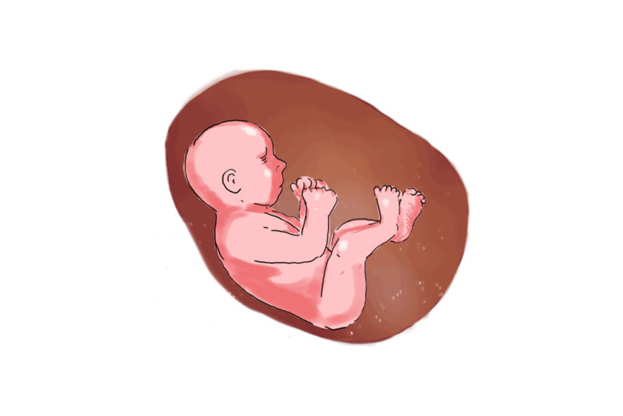 Animation Human Fetus Color Drawing