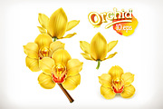 Orchid flowers illustration