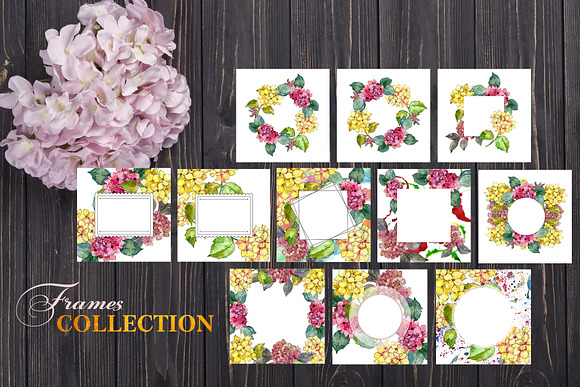 Hydrangeas Yellow-pink Watercolor  in Illustrations - product preview 3