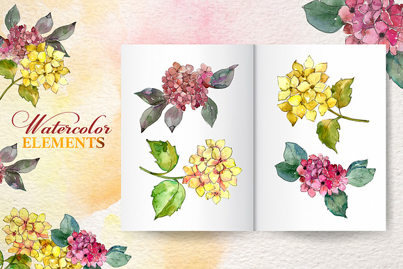 Hydrangeas Yellow-pink Watercolor  in Illustrations - product preview 5