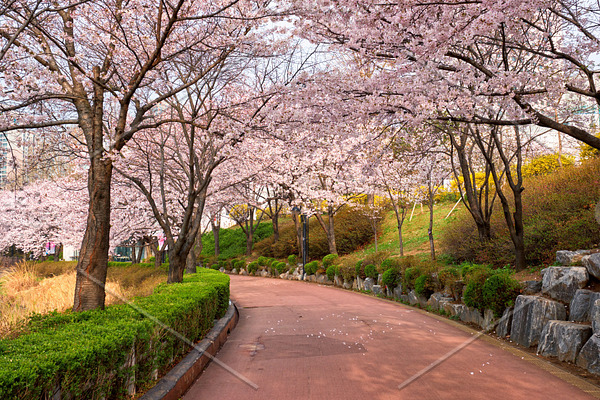 Blooming sakura cherry blossom alley