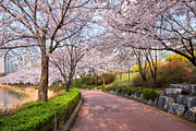 Blooming sakura cherry blossom alley