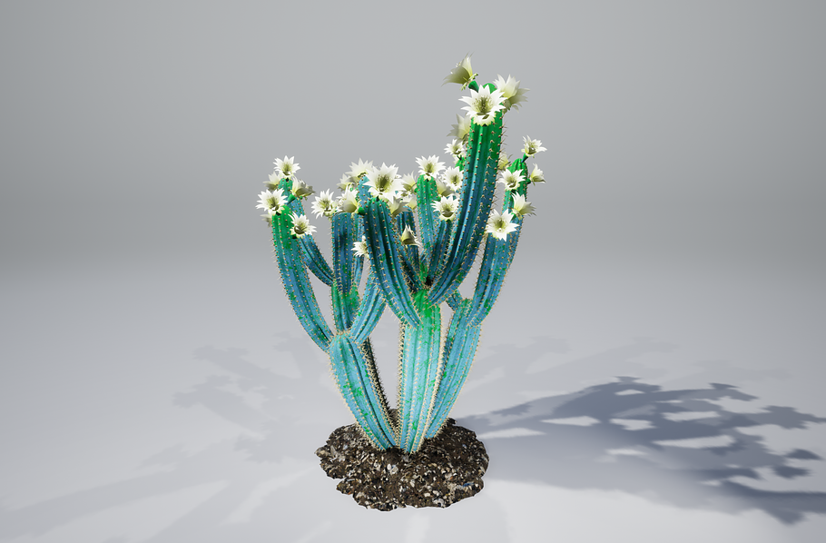 Cactus B2L in Nature - product preview 8