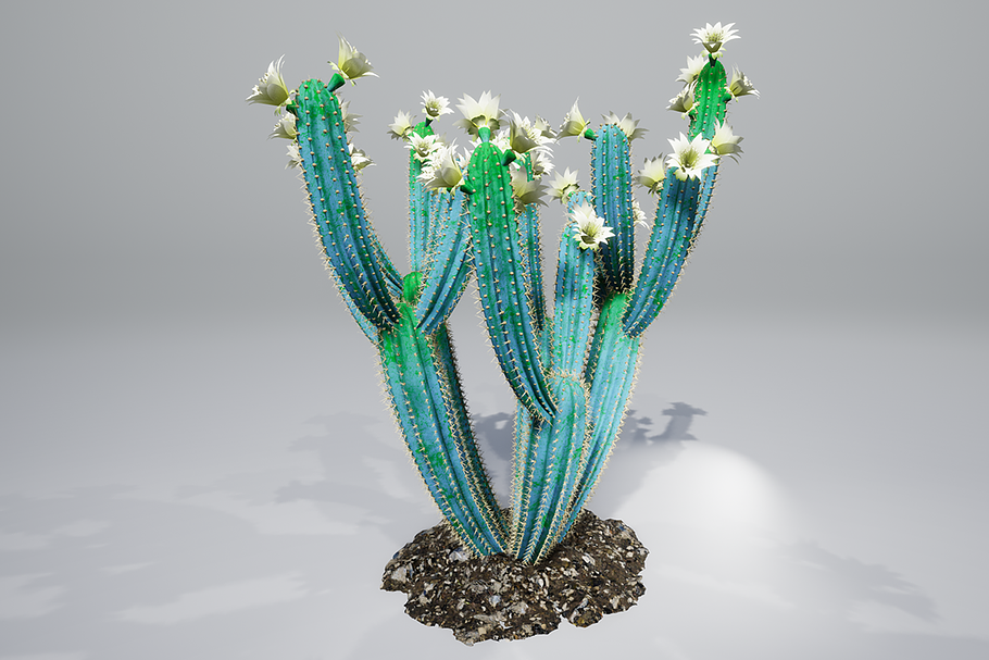 Cactus B2L in Objects - product preview 8