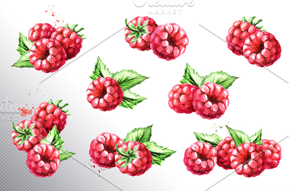 Raspberry. Watercolor collection in Illustrations - product preview 1