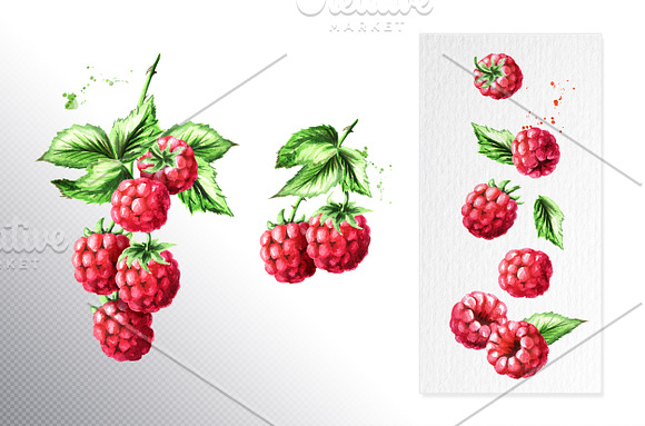Raspberry. Watercolor collection in Illustrations - product preview 2