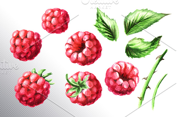 Raspberry. Watercolor collection in Illustrations - product preview 5