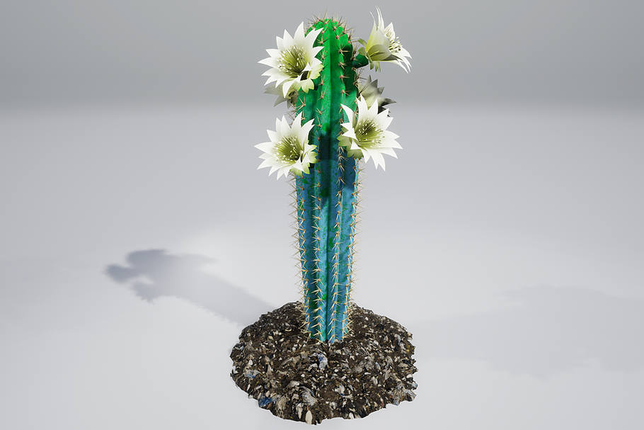 Cactus BF in Nature - product preview 8
