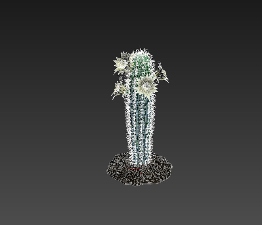 Cactus BF in Nature - product preview 1