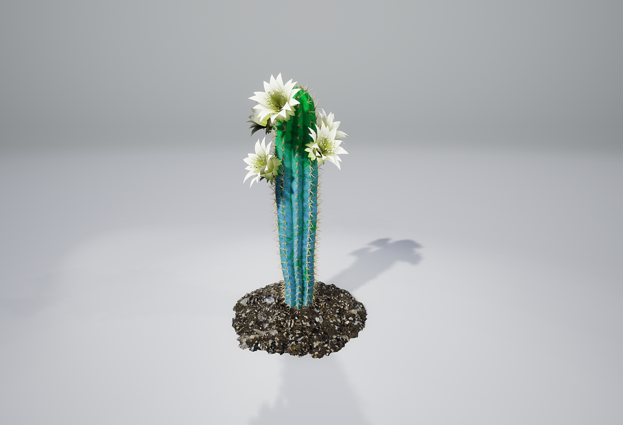 Cactus BF in Nature - product preview 6