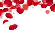 Red rose petals falling background