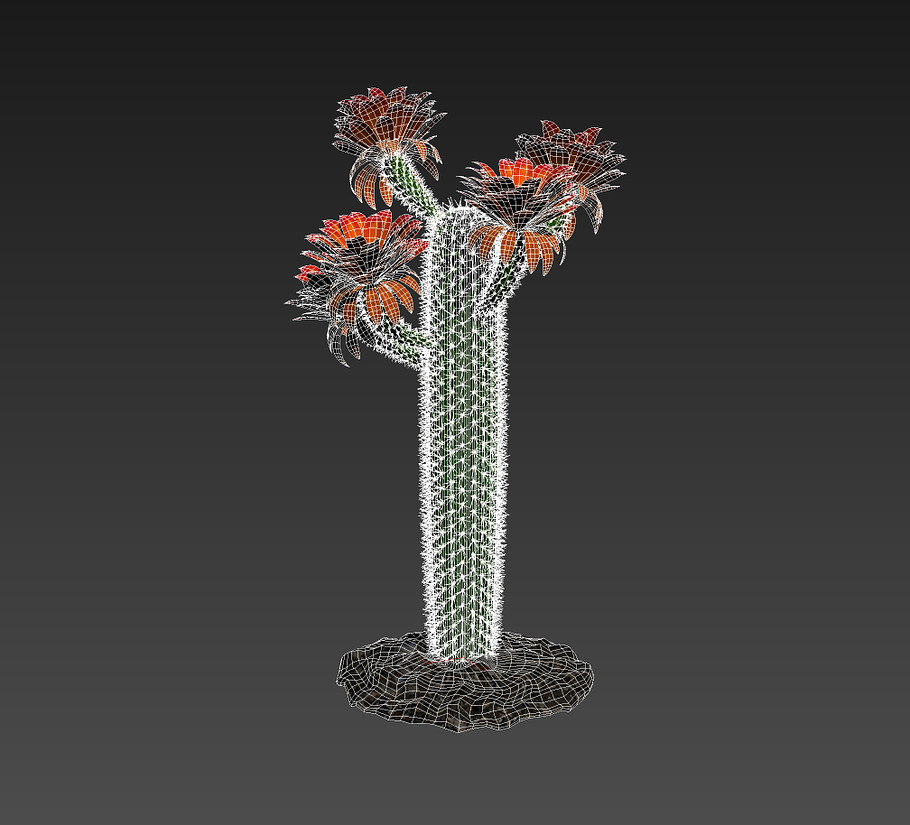 Cactus GF in Nature - product preview 1