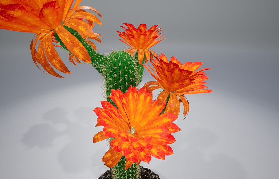 Cactus GF in Nature - product preview 11