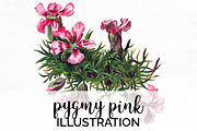 Pygmy pink Vintage Flowers