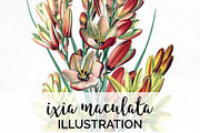 ixia maculata Vintage Flowers