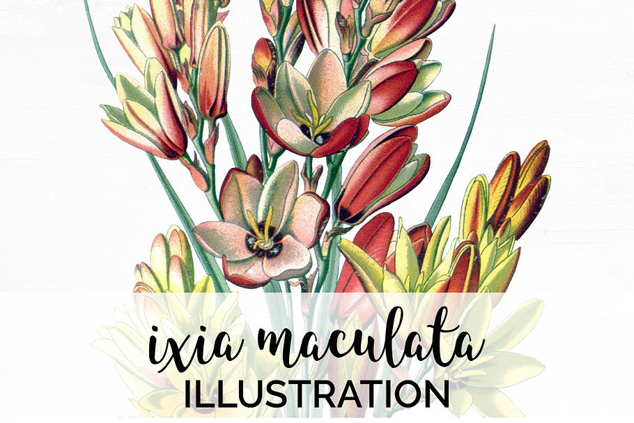 ixia maculata Vintage Flowers in Illustrations - product preview 8