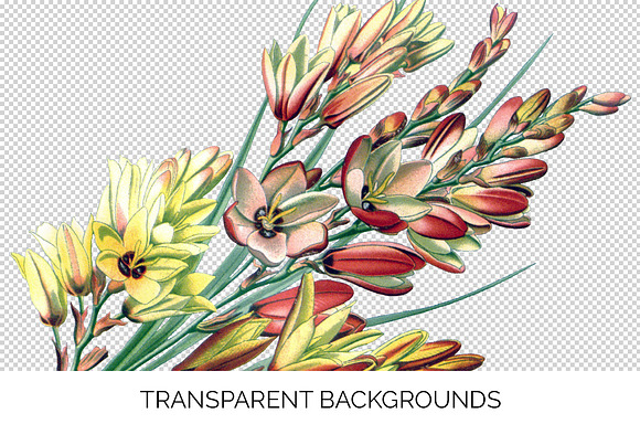 ixia maculata Vintage Flowers in Illustrations - product preview 2