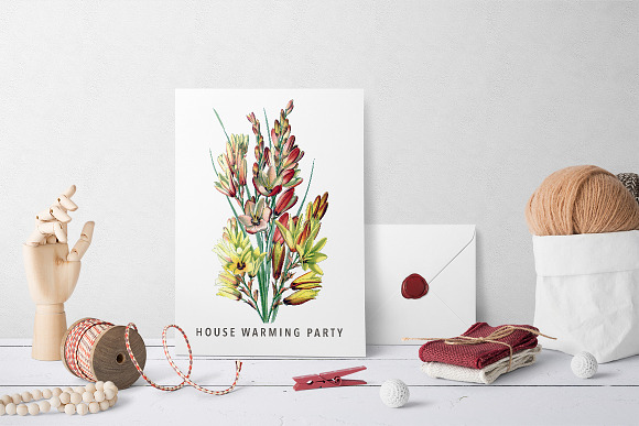 ixia maculata Vintage Flowers in Illustrations - product preview 3