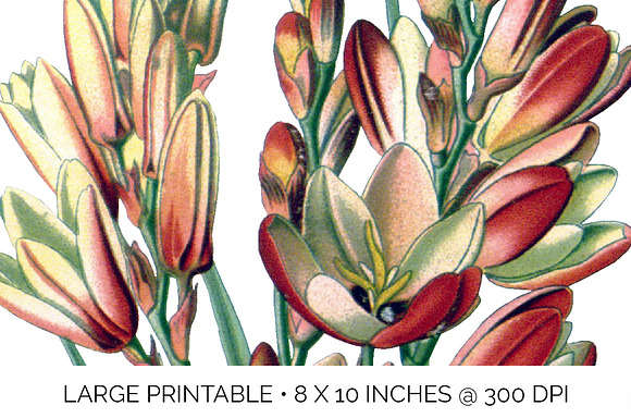 ixia maculata Vintage Flowers in Illustrations - product preview 4