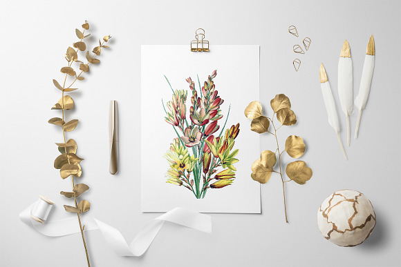 ixia maculata Vintage Flowers in Illustrations - product preview 5