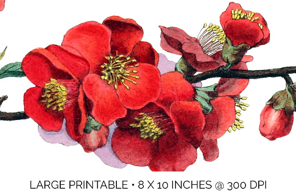 Lily Red Flowers Lilies in Illustrations - product preview 4