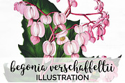 Begonia Verschaffeltii Vintage Flora