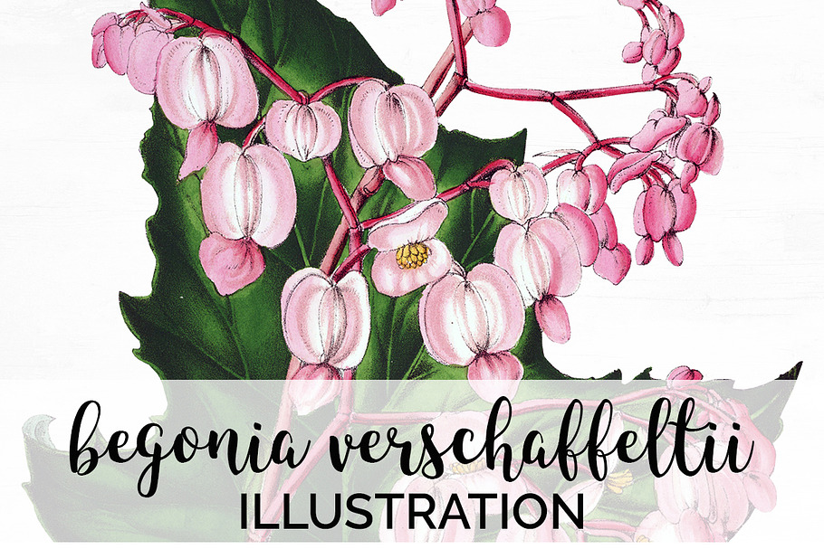 Begonia Verschaffeltii Vintage Flora in Illustrations - product preview 8