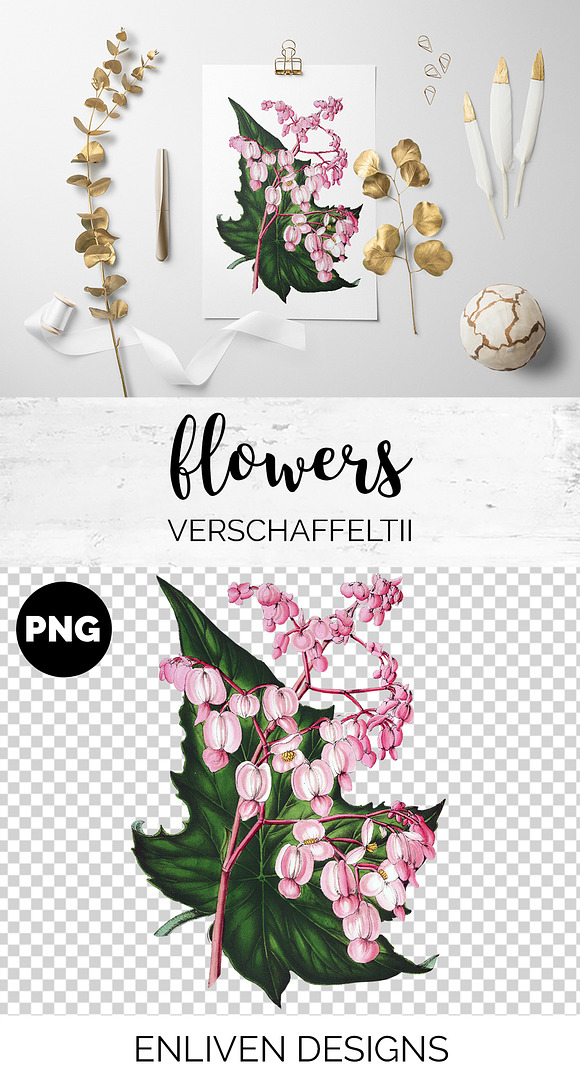 Begonia Verschaffeltii Vintage Flora in Illustrations - product preview 1